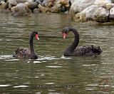 Black Swans 9Y353D-021